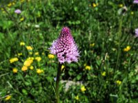 029 Rosa Kugelorchis (Traunsteinera globosa)